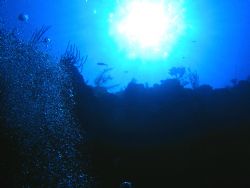 Turks & Caicos off West Caicos
in about 80 ft
Canon A85... by Erik Schwendenman 